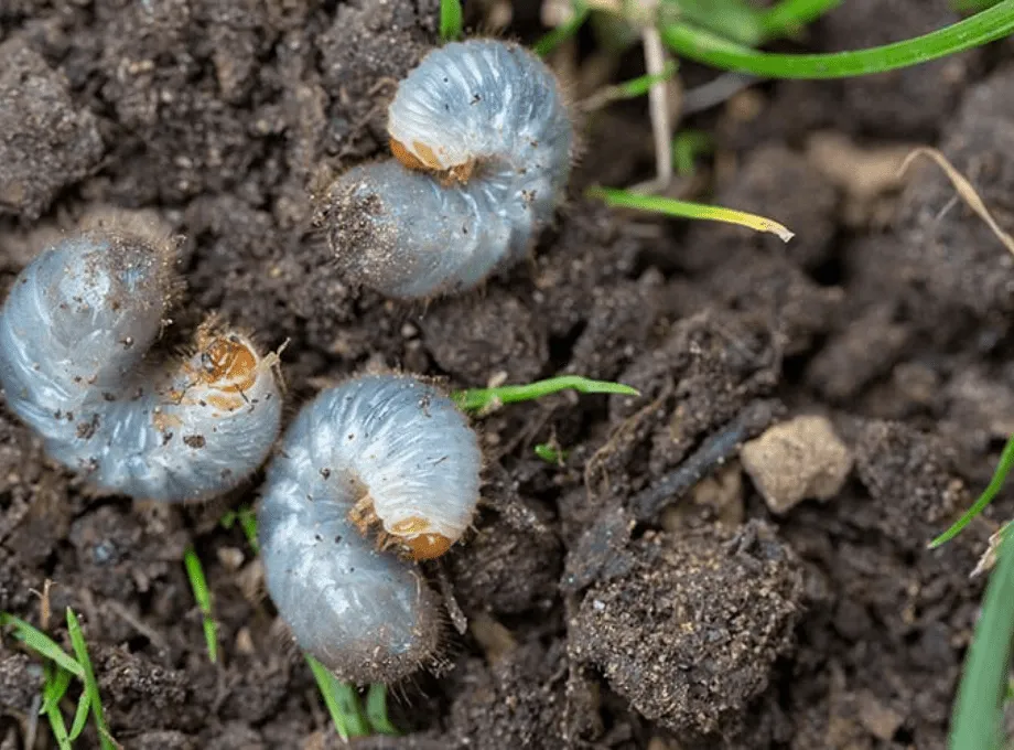 Grub Control for Your Lawn