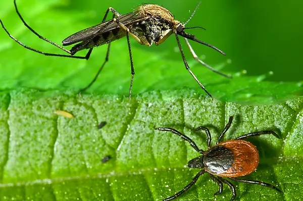 Mosquito and Tick